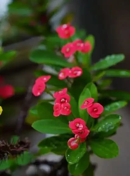 養這10種花,現在多曬曬,越曬越開花,真漂亮