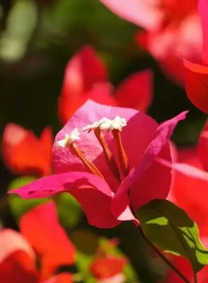 養這10種花,現在多曬曬,越曬越開花,真漂亮