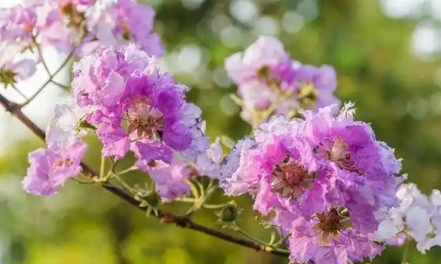 養這10種花,現在多曬曬,越曬越開花,真漂亮