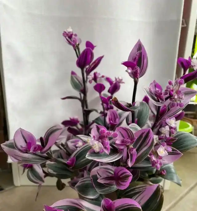 養這10種花,現在多曬曬,越曬越開花,真漂亮