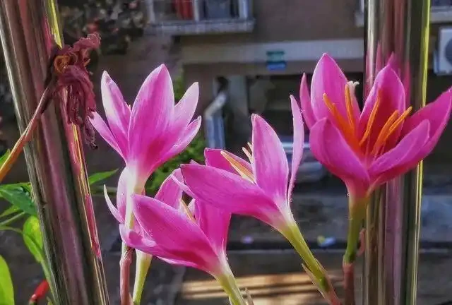 養這10種花,現在多曬曬,越曬越開花,真漂亮