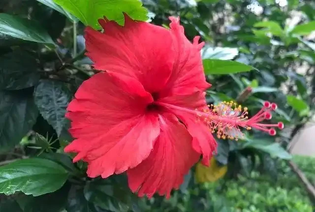 養這10種花,現在多曬曬,越曬越開花,真漂亮