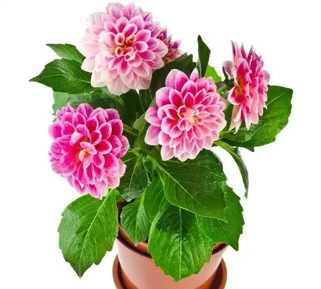 養這10種花,現在多曬曬,越曬越開花,真漂亮