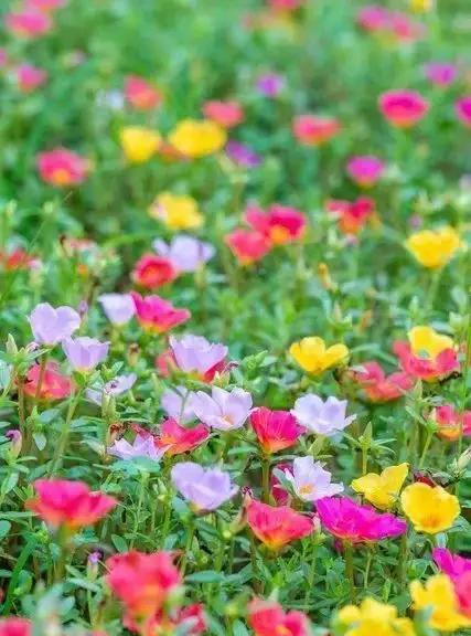 養這10種花,現在多曬曬,越曬越開花,真漂亮