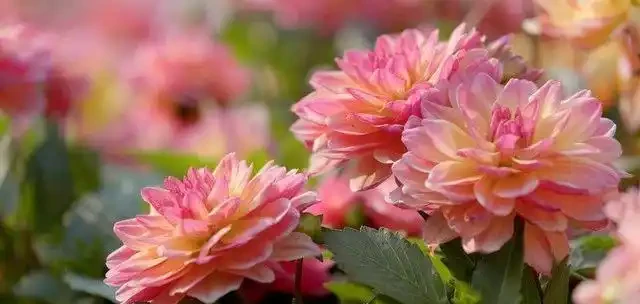 養這10種花,現在多曬曬,越曬越開花,真漂亮
