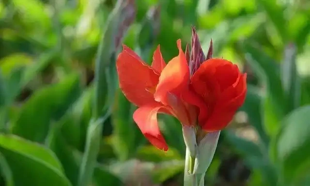 養這10種花,現在多曬曬,越曬越開花,真漂亮