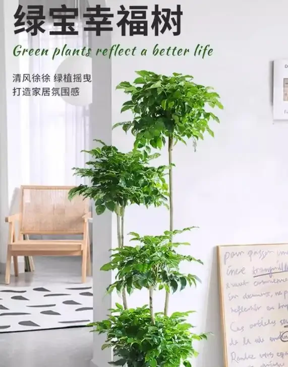 領導辦公室大盆綠植推薦:提升氣場與淨化空氣的完美選擇