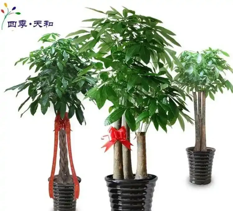 領導辦公室大盆綠植推薦:提升氣場與淨化空氣的完美選擇
