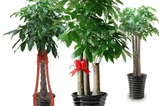 領導辦公室大盆綠植推薦：提升氣場與淨化空氣的完美選擇