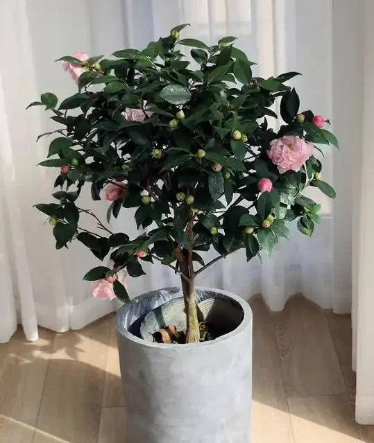茶花洗根後花苞乾癟,葉片脫落咋回事?因為你第一步就做錯了!