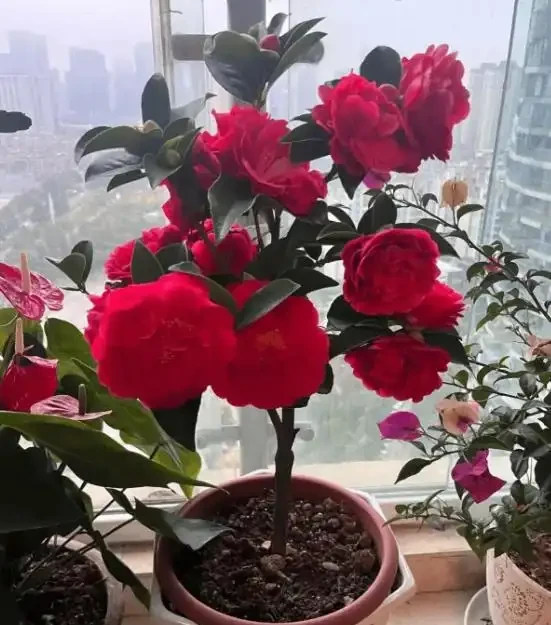 茶花洗根後花苞乾癟,葉片脫落咋回事?因為你第一步就做錯了!