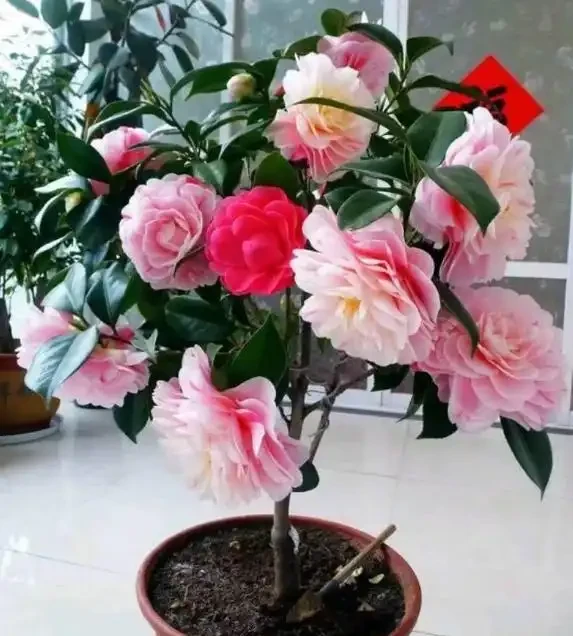 茶花洗根後花苞乾癟,葉片脫落咋回事?因為你第一步就做錯了!