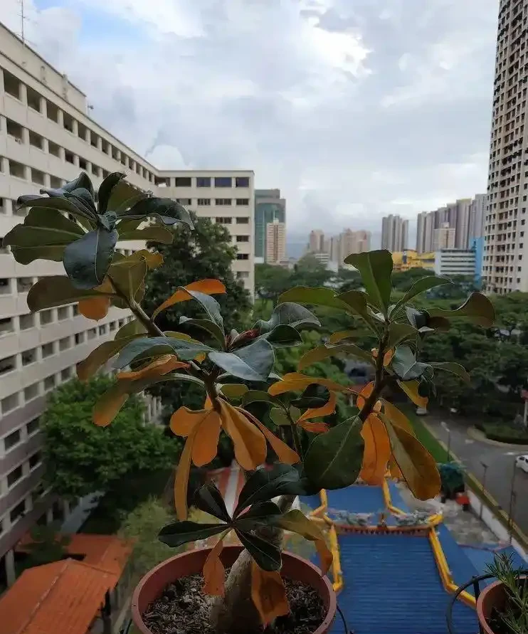沙漠玫瑰葉黃、掉葉,甚至變光桿,可能是這6大原因