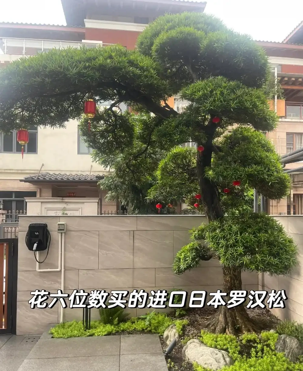 庭院無樹，無福無祿！說的到底是啥意思，院子種樹應該怎麼選？