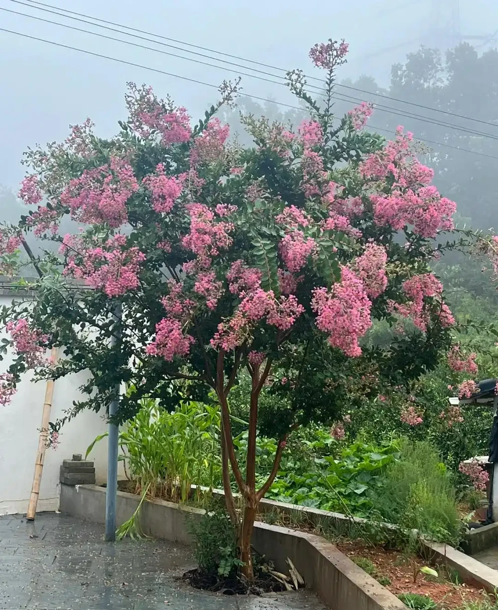 庭院無樹，無福無祿！說的到底是啥意思，院子種樹應該怎麼選？