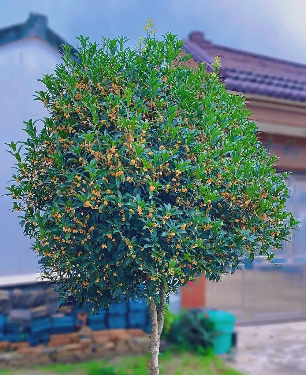 庭院無樹，無福無祿！說的到底是啥意思，院子種樹應該怎麼選？