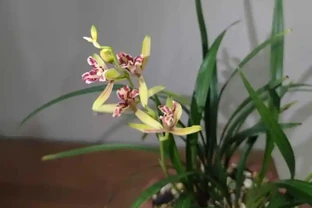 蘭花黃葉防治手冊：原因、識別與處理方法