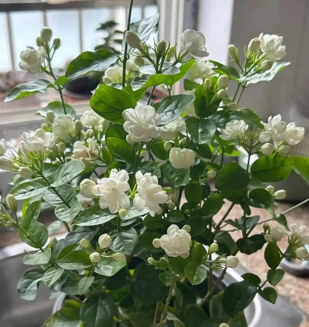 陽臺別再亂養花了!就養這8種好養還旺人,健康更又吉利!