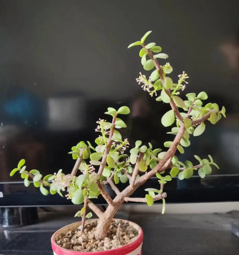 陽臺別再亂養花了!就養這8種好養還旺人,健康更又吉利!