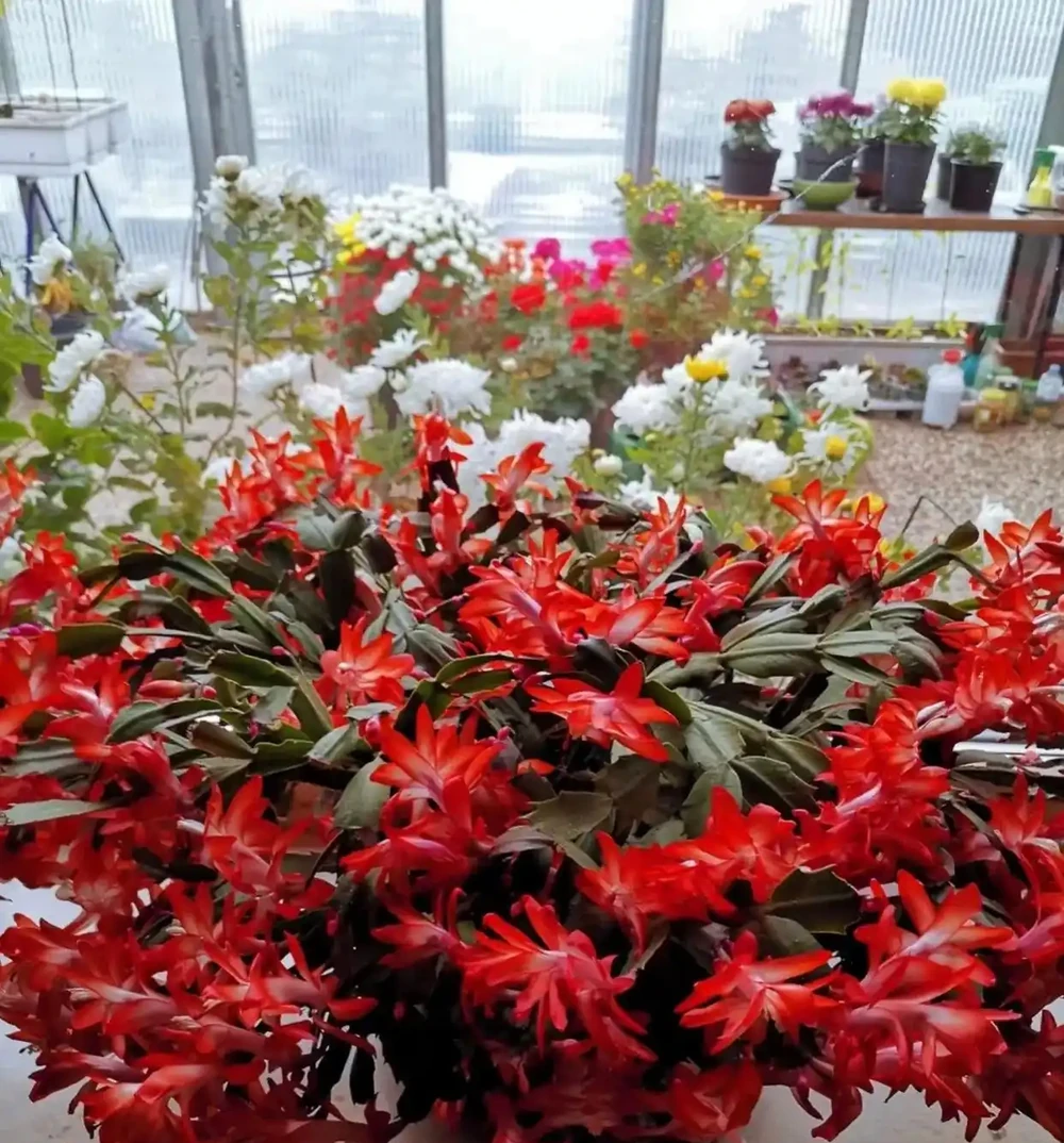 陽臺別再亂養花了!就養這8種好養還旺人,健康更又吉利!