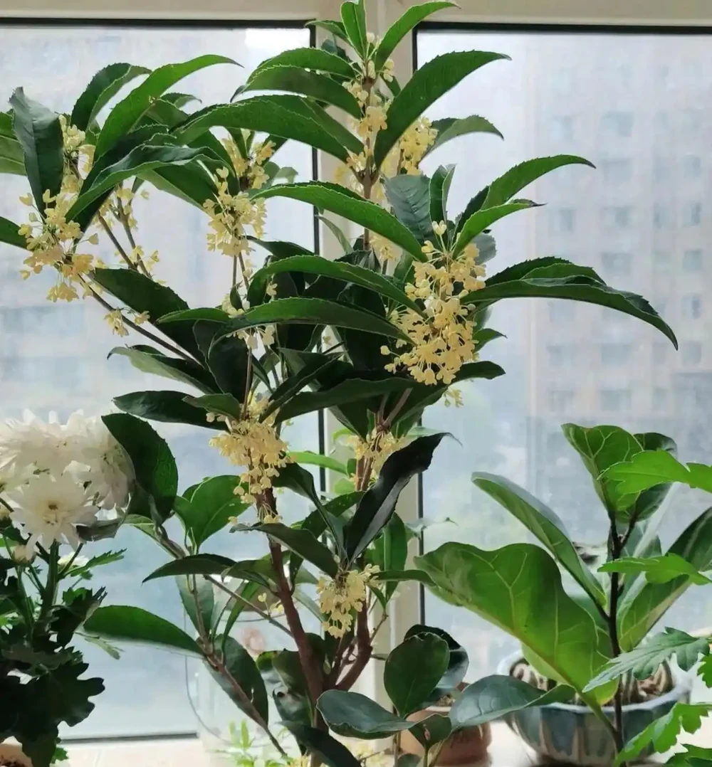陽臺別再亂養花了!就養這8種好養還旺人,健康更又吉利!