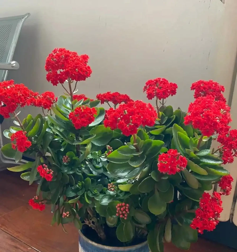 陽臺別再亂養花了!就養這8種好養還旺人,健康更又吉利!