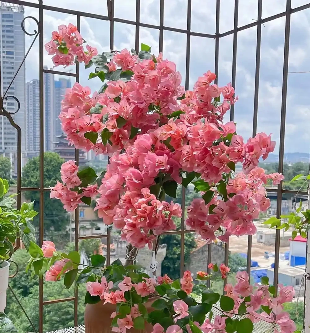 陽臺別再亂養花了!就養這8種好養還旺人,健康更又吉利!