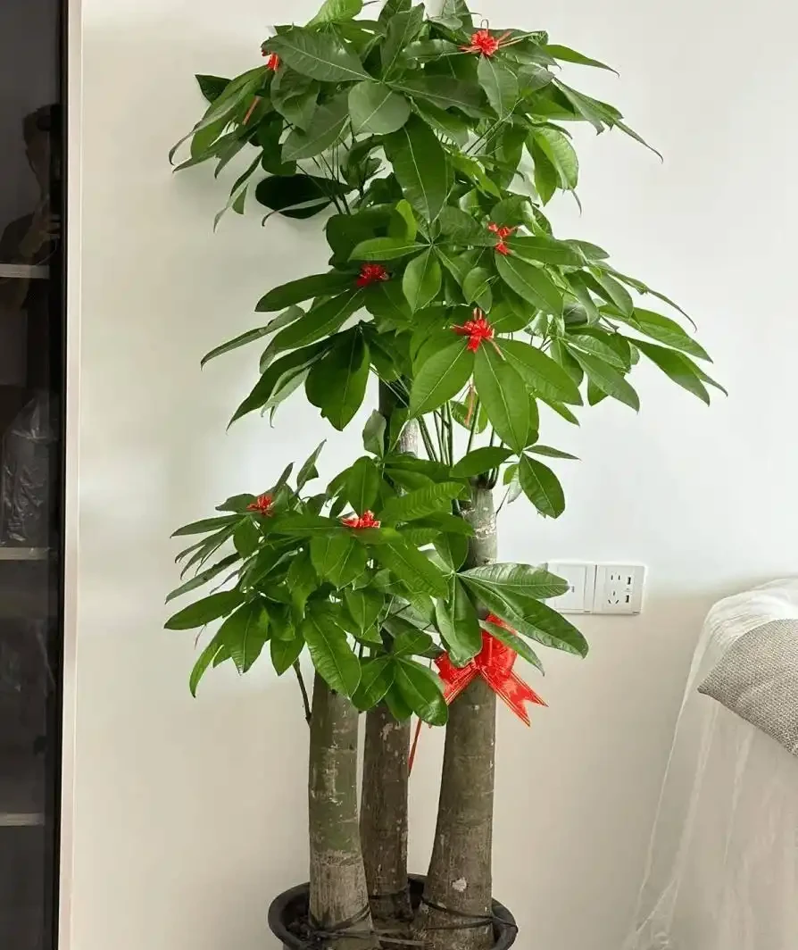 會客廳種樹排行榜前十名怎麼排?領導辦公室大盆綠植推薦