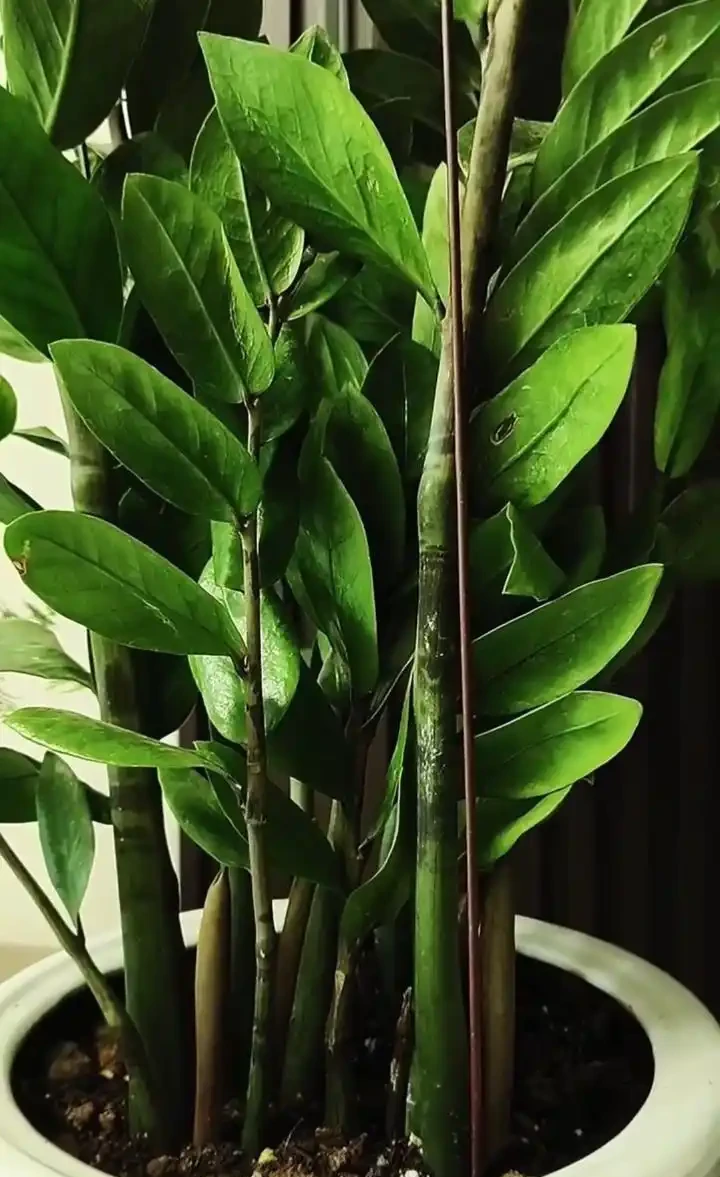 會客廳種樹排行榜前十名怎麼排?領導辦公室大盆綠植推薦