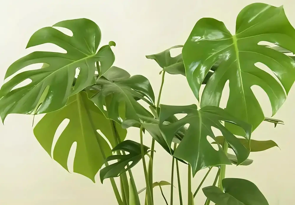 會客廳種樹排行榜前十名怎麼排?領導辦公室大盆綠植推薦