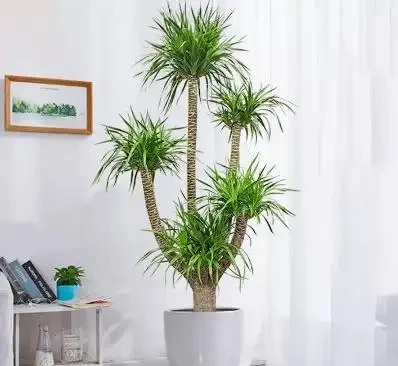 會客廳種樹排行榜前十名怎麼排?領導辦公室大盆綠植推薦