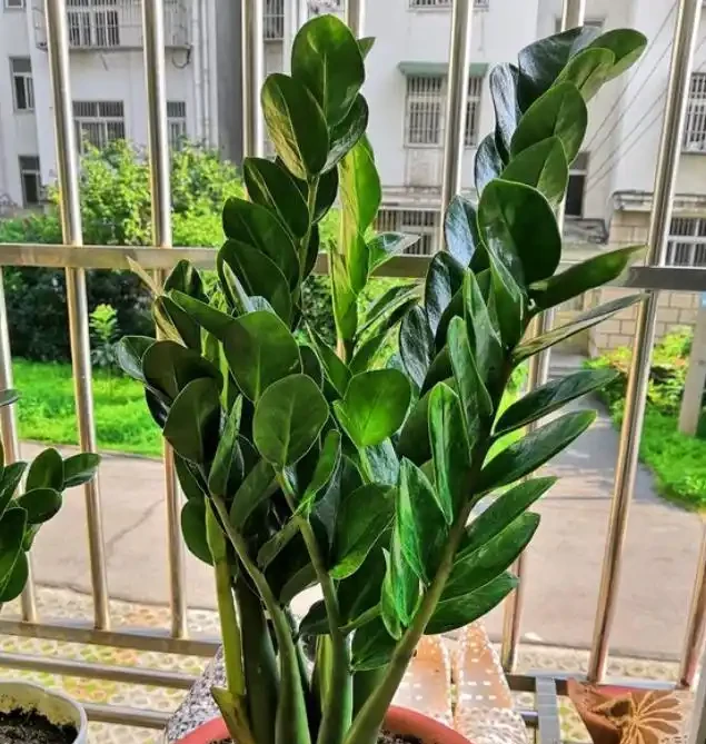 會客廳種樹排行榜前十名怎麼排?領導辦公室大盆綠植推薦