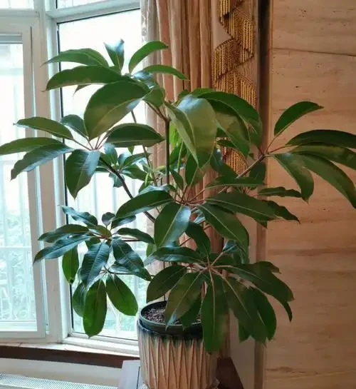 會客廳種樹排行榜前十名怎麼排?領導辦公室大盆綠植推薦