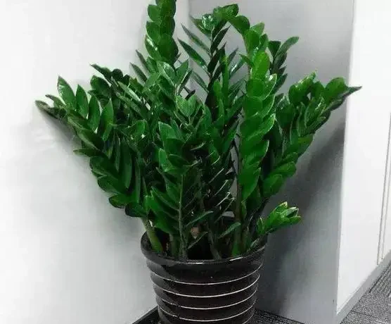 會客廳種樹排行榜前十名怎麼排?領導辦公室大盆綠植推薦