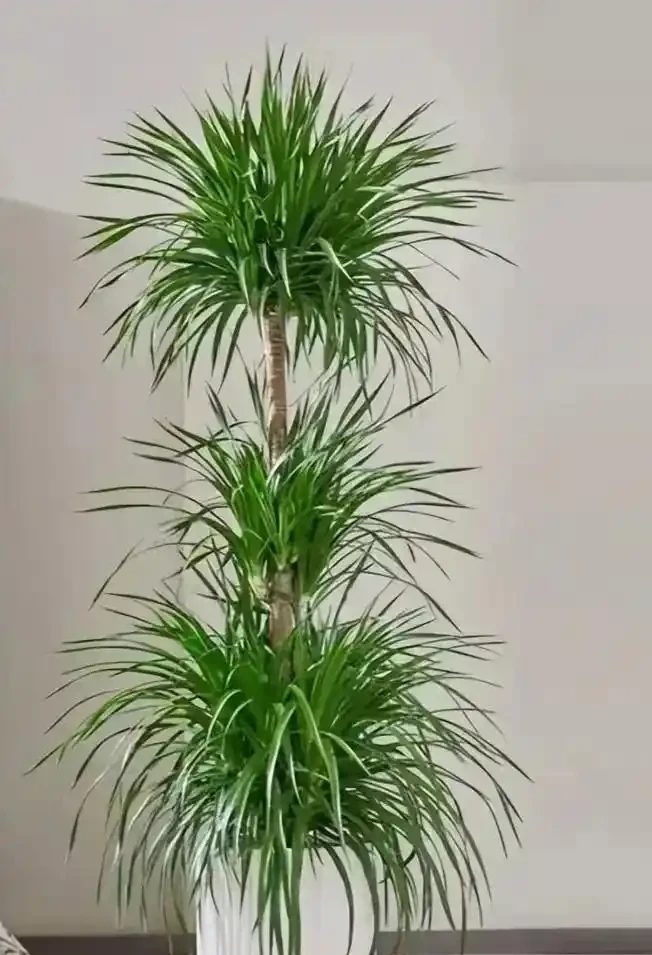會客廳種樹排行榜前十名怎麼排?領導辦公室大盆綠植推薦