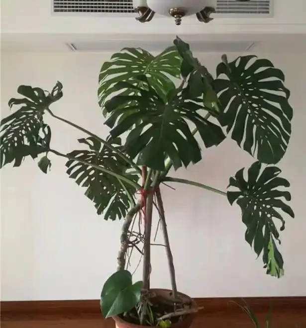 會客廳種樹排行榜前十名怎麼排?領導辦公室大盆綠植推薦