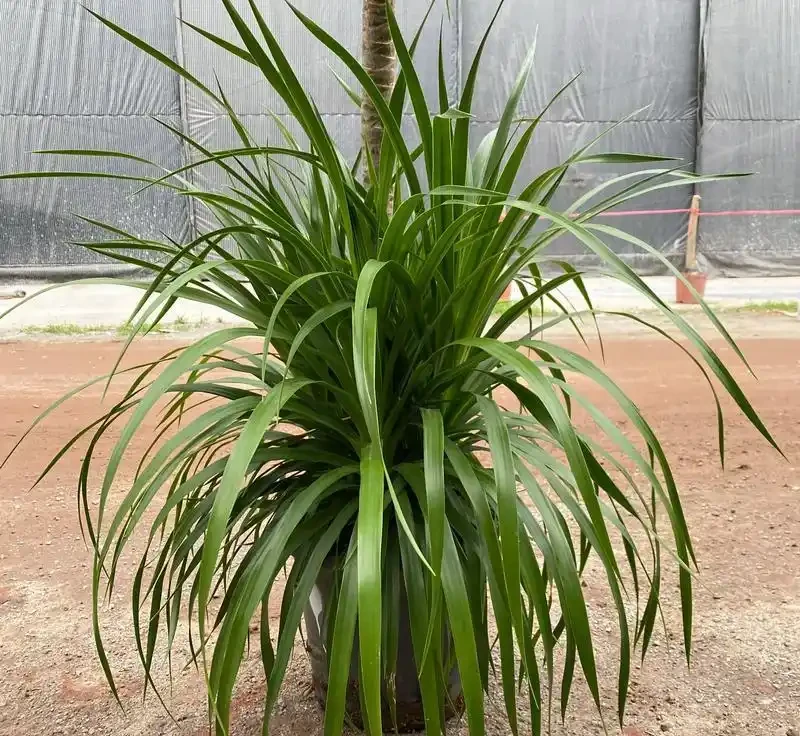 會客廳種樹排行榜前十名怎麼排?領導辦公室大盆綠植推薦