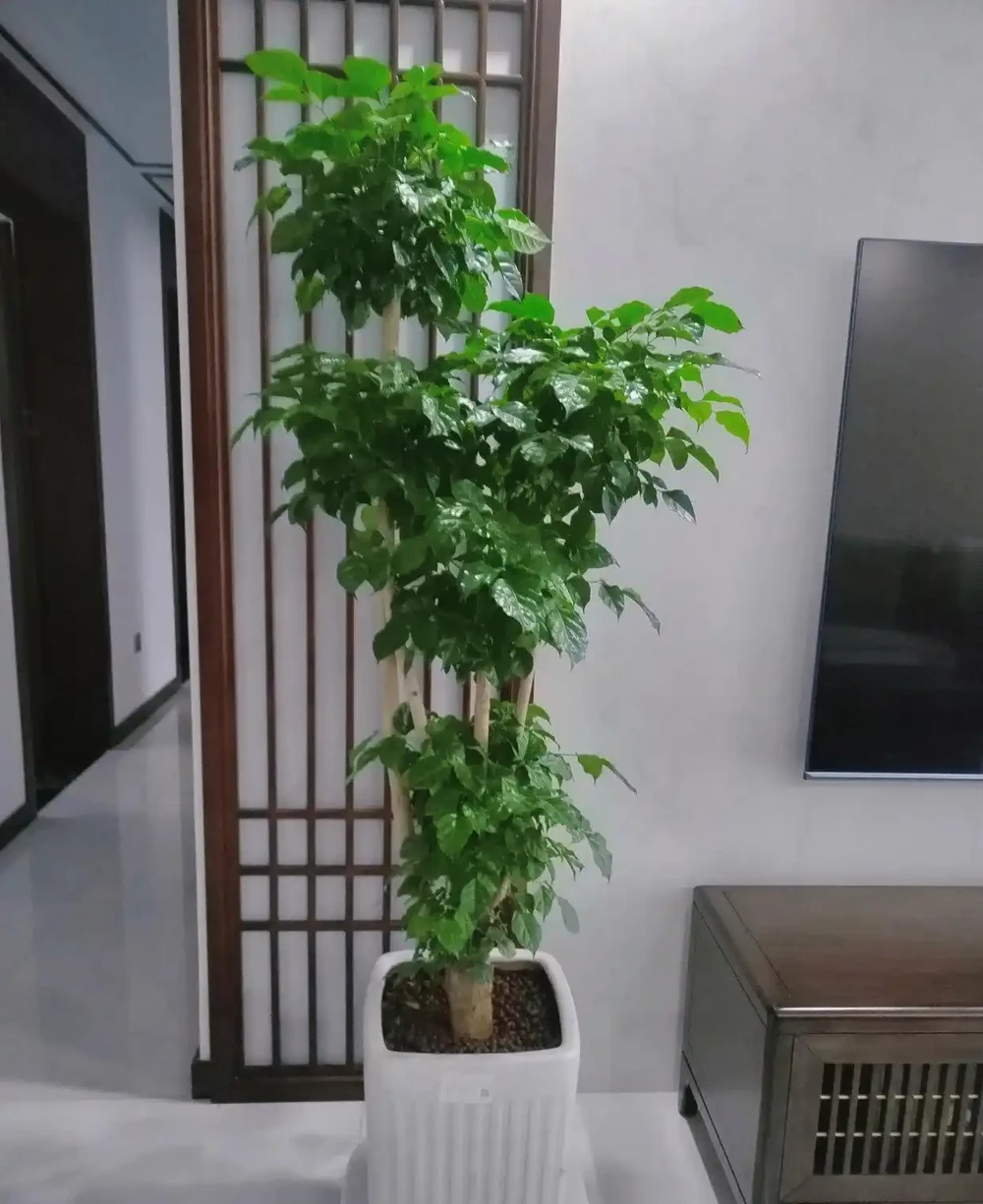 會客廳種樹排行榜前十名怎麼排?領導辦公室大盆綠植推薦