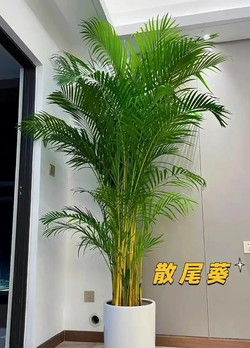 會客廳種樹排行榜前十名怎麼排?領導辦公室大盆綠植推薦