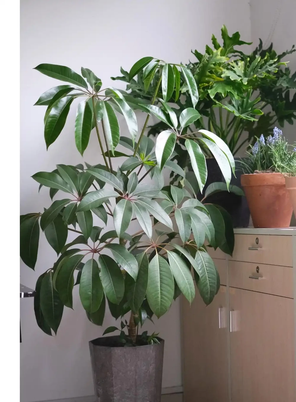 會客廳種樹排行榜前十名怎麼排?領導辦公室大盆綠植推薦