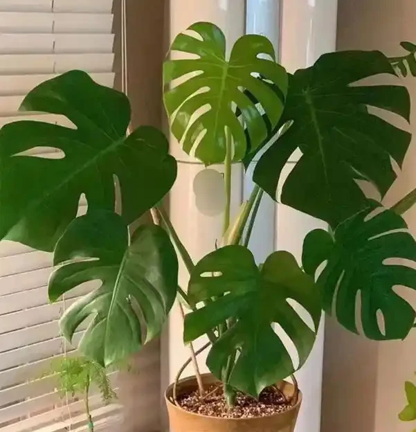 會客廳種樹排行榜前十名怎麼排?領導辦公室大盆綠植推薦