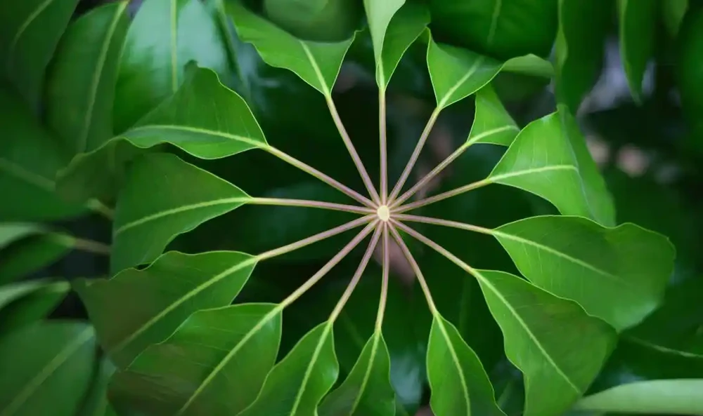 會客廳種樹排行榜前十名怎麼排?領導辦公室大盆綠植推薦
