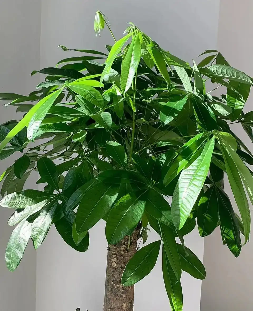 會客廳種樹排行榜前十名怎麼排?領導辦公室大盆綠植推薦