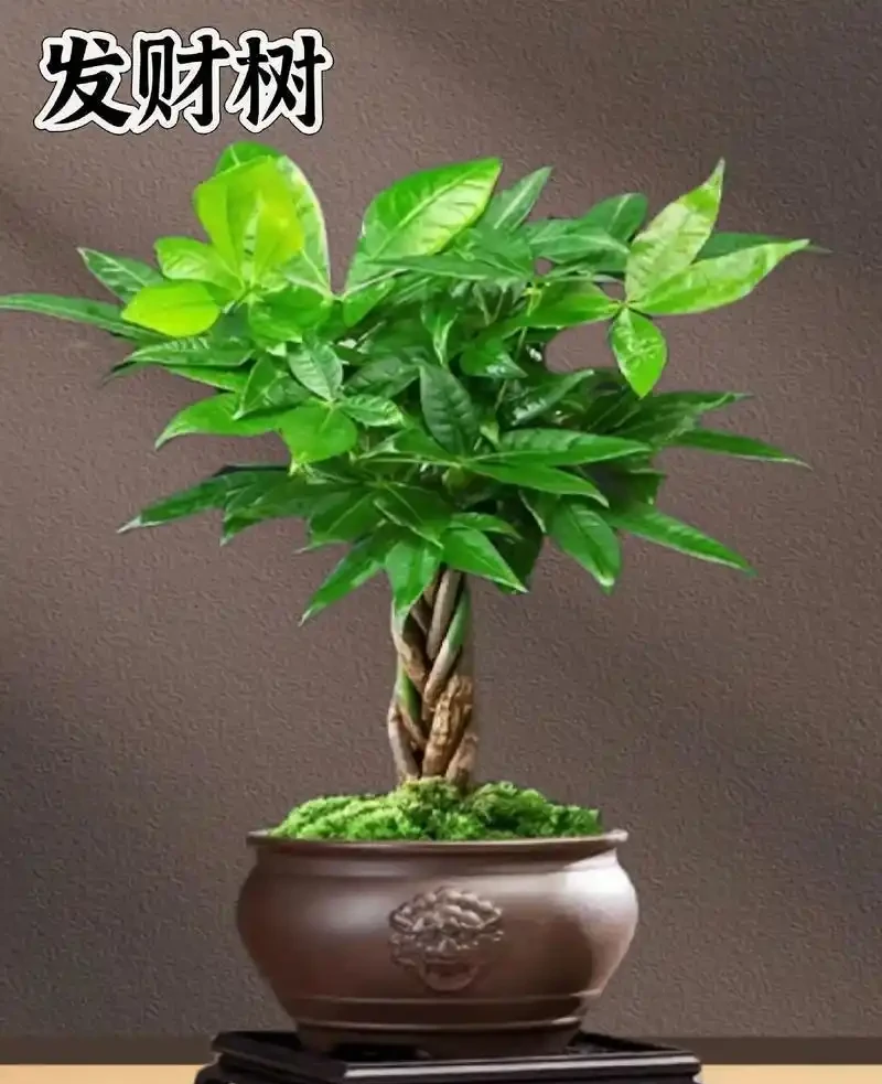會客廳種樹排行榜前十名怎麼排?領導辦公室大盆綠植推薦