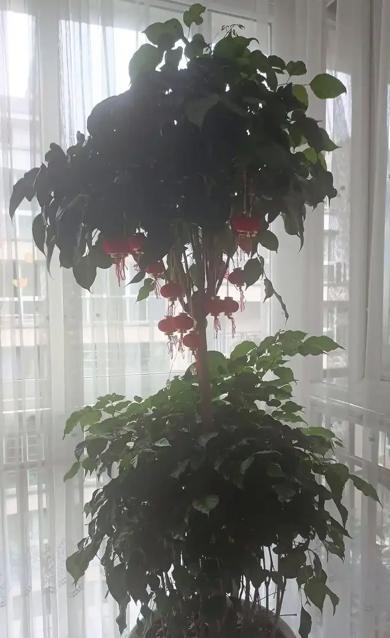 會客廳種樹排行榜前十名怎麼排？領導辦公室大盆綠植推薦