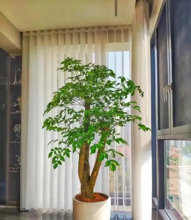 會客廳種樹排行榜前十名怎麼排?領導辦公室大盆綠植推薦