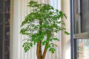 會客廳種樹排行榜前十名怎麼排？領導辦公室大盆綠植推薦
