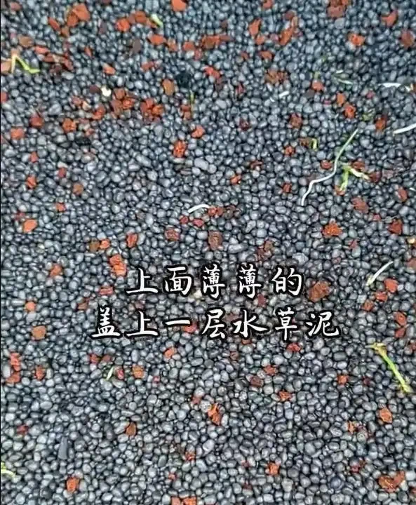 四川一29歲太太，因「在水缸內養銅錢草」引眾議，網友：不長久