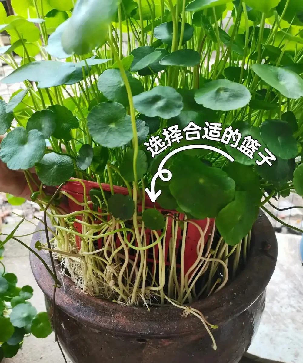 四川一29歲太太，因「在水缸內養銅錢草」引眾議，網友：不長久