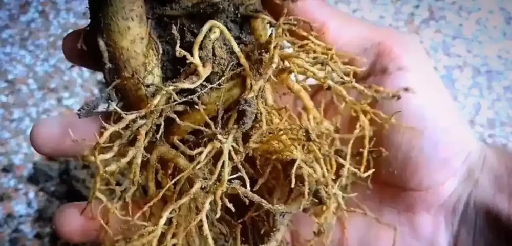 沙漠玫瑰葉黃、掉葉，甚至變光桿，可能是這6大原因
